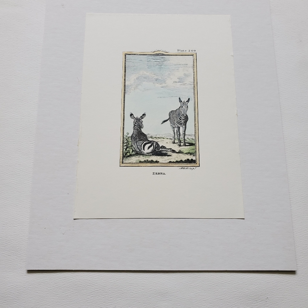 Vintage Zebra Art Print